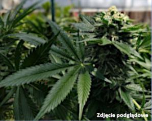 Sensacyjne informacje z ostatniej chwili z prowincji Alicante, gdzie agenci Biura Rutkowski działają w związku z zaginionym Markiem Rzeszowskim!