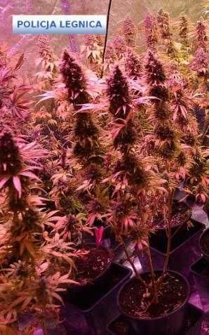 [VIDEO] Dolnośląscy policjanci uderzają w przestępczość narkotykową - zlikwidowana plantacja i 3 osoby zatrzymane