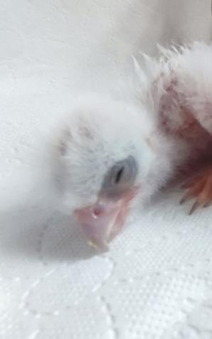 [VIDEO] ]Niesamowita historia Sokoła Wędrownego: Powrót do gniazda i opieka leśniczego