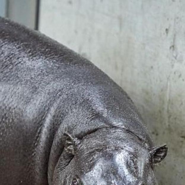 Randka w ciemno w łódzkim ZOO. Samica hipopotama karłowatego zamieszkała w łódzkim ogrodzie zoologicznym