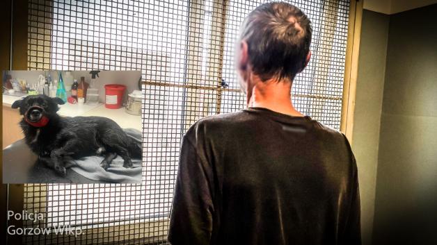 Szczekał, to wyrzucił go przez okno!!